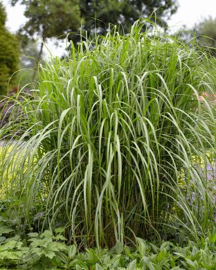 Elefanttiheinä Malepartus