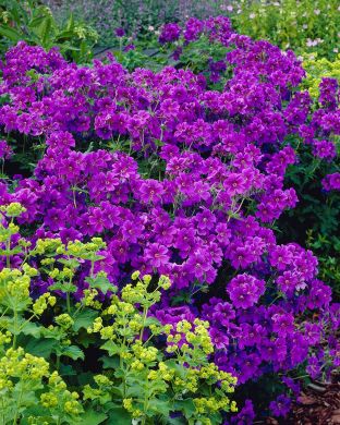 Tarhakurjenpolvi lila 3 kpl