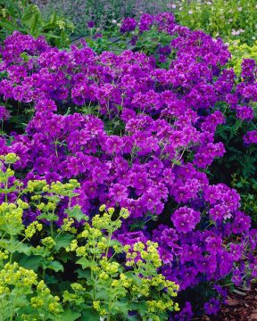 Tarhakurjenpolvi lila 3 kpl