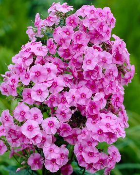 Syysleimu Eva Cullum 3 kpl