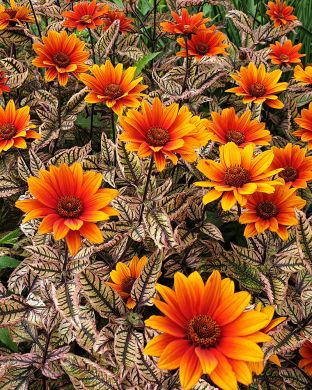 Päivänsilmä Orange Marble 3 kpl