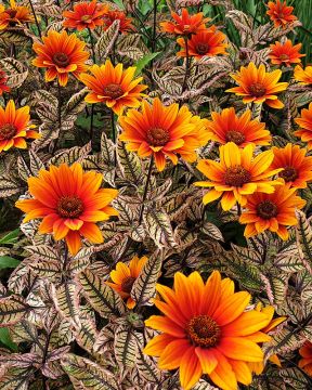 Päivänsilmä Orange Marble 3 kpl