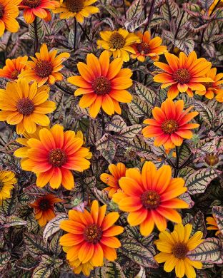 Päivänsilmä Orange Marble 3 kpl