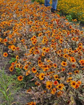 Päivänsilmä Orange Marble 3 kpl