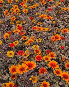 Päivänsilmä Orange Marble 3 kpl