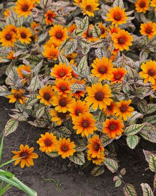 Päivänsilmä Orange Marble 3 kpl