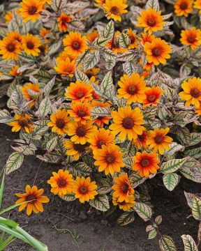 Päivänsilmä Orange Marble 3 kpl