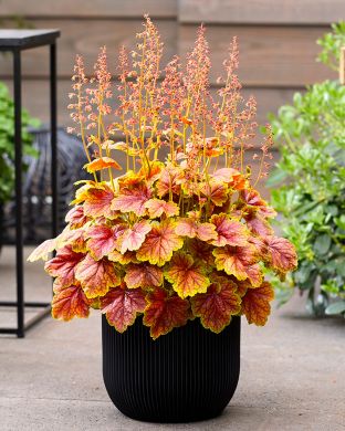 Keijunkukka Eternal Flame 3 kpl