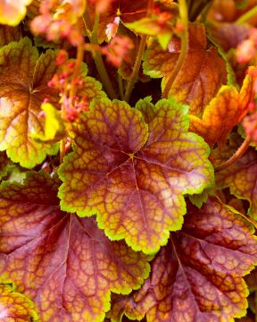 Keijunkukka Eternal Flame 3 kpl