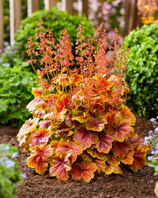 Keijunkukka Eternal Flame 3 kpl