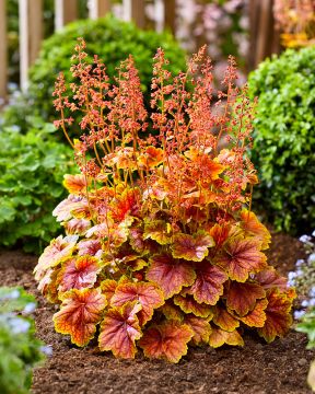 Keijunkukka Eternal Flame