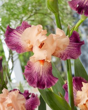 Tarhakurjenmiekka Persianruusu 3 kpl