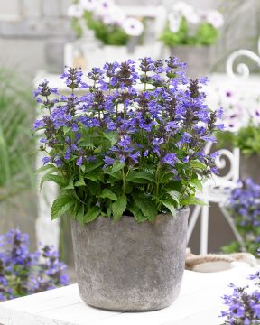 Tähkäkissanminttu Neptune 3 kpl