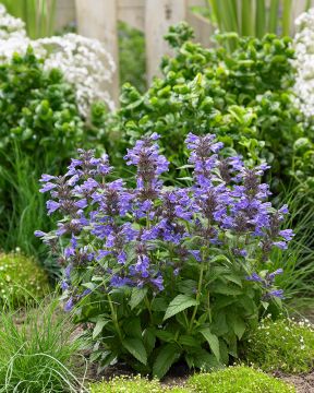 Tähkäkissanminttu Neptune 3 kpl