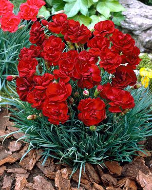 Sulkaneilikka Desmond 3 kpl