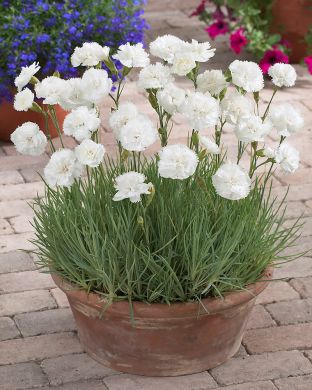 Sulkaneilikka mix 6 kpl