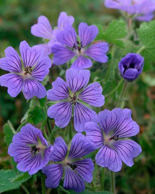 Jalokurjenpolvi Philippe Vapelle 3 kpl