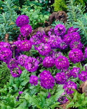 Palloesikko Lilac 6 kpl