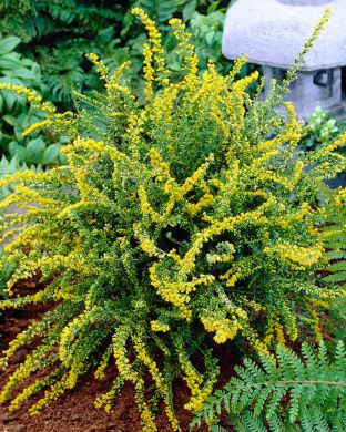 Nuokkupiisku Fireworks 3 kpl