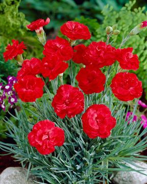 Sulkaneilikka David 3 kpl