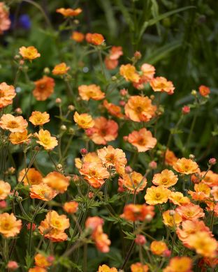 Kellukka Totally Tangerine 6 kpl