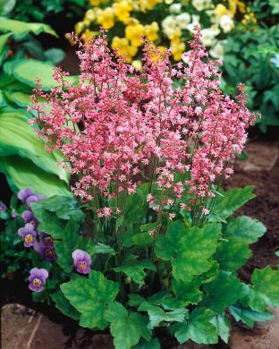 Haltiankukka Bridget Bloom 3 kpl