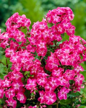 Syysleimu Lizzy 5 kpl