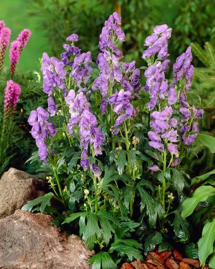 Ametistiukonhattu 3 kpl