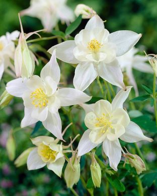 Jaloakileija Silver Queen 3 kpl