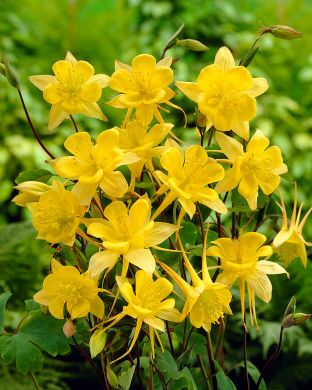 Kulta-akileija Yellow Queen 3 kpl