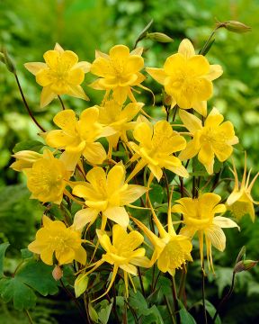 Kulta-akileija Yellow Queen 3 kpl