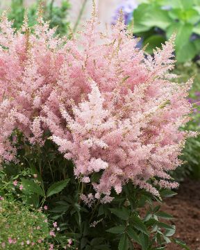 Jaloangervo Younique Silvery Pink 3 kpl