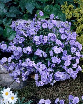 Kääpiökello Elizabeth Oliver 3 kpl