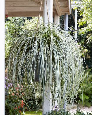 Oshimasara Feather Falls