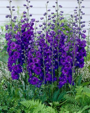 Jaloritarinkannus Black Knight 3 kpl