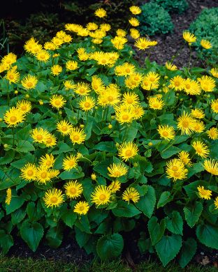 Kevätvuohenjuuri 6 kpl