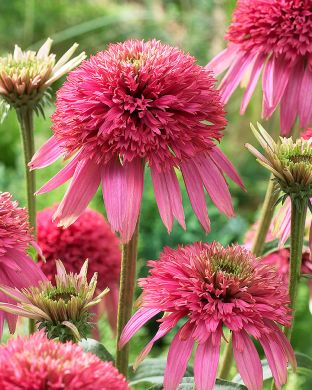 Kaunopunahattu Cotton Candy 3 kpl