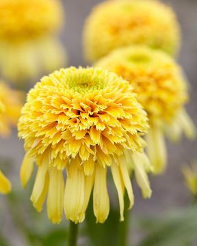 Kaunopunahattu Lemon Drop 3 kpl