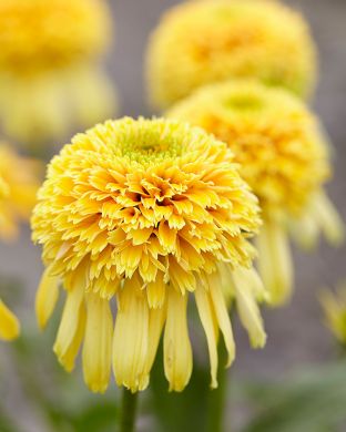 Kaunopunahattu Lemon Drop