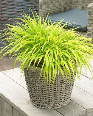 Hakoneheinä All Gold 3 kpl