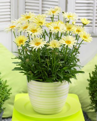 Isopäivänkakkara Banana Cream 3 kpl