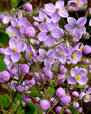 Jaloängelmä Splendide