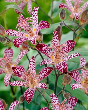 Kannuskonnanlilja Empress 3 kpl