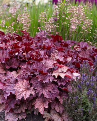 Keijunkukka Berry Smoothie 3 kpl