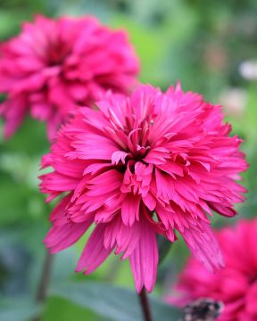 Kaunopunahattu Blackberry Truffle 3 kpl