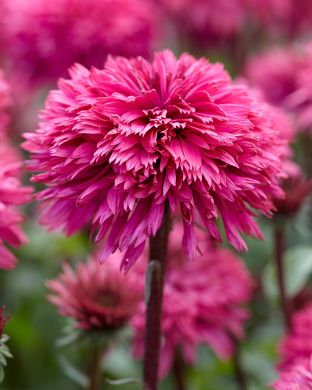 Kaunopunahattu Blackberry Truffle 3 kpl