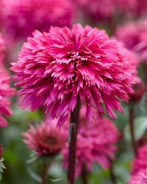 Kaunopunahattu Blackberry Truffle 3 kpl