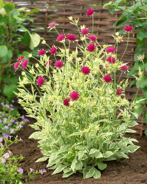 Etelänruusuruoho Thunder and Lightning 3 kpl