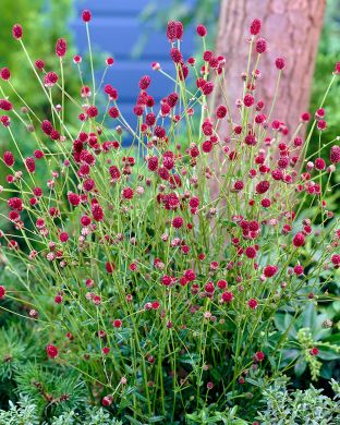 Punaluppio Tanna 3 kpl