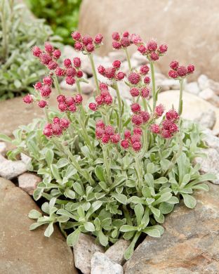 Punakissankäpälä 3 kpl